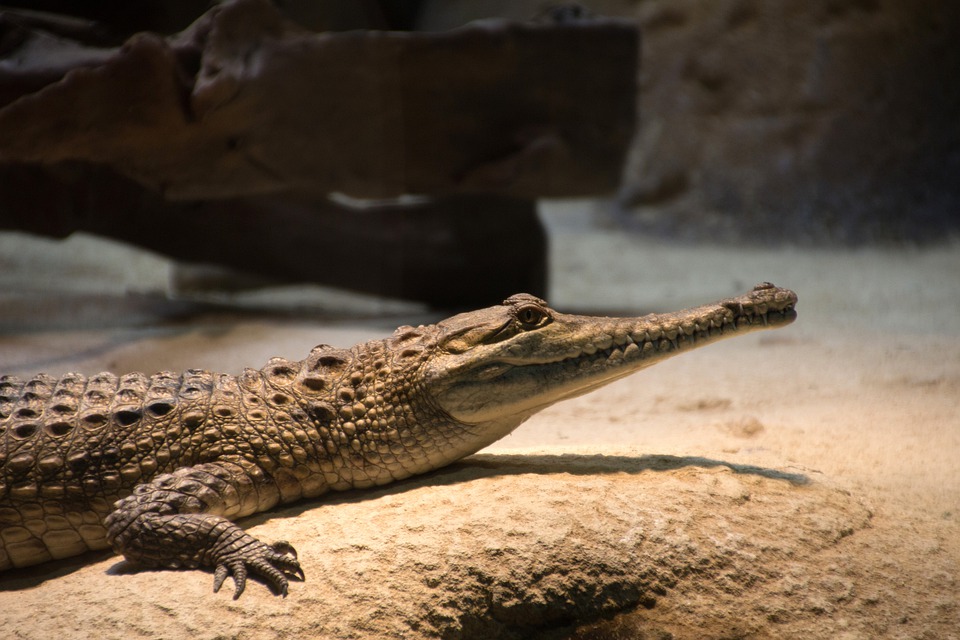 Faire la connaissance d’un des plus grands reptiles du monde : le crocodile